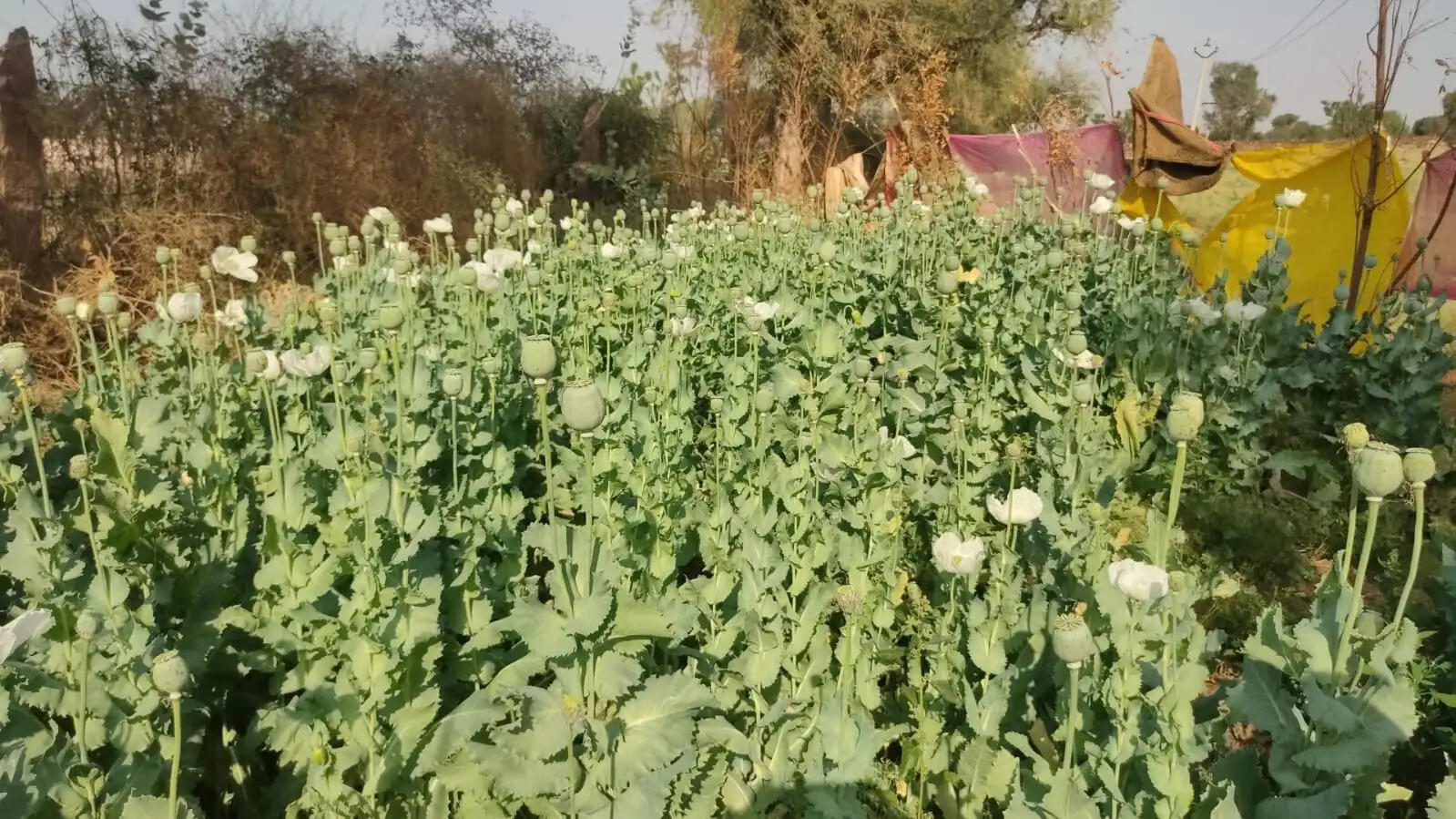 23 लाख का डोडा-पोस्त और अफीम बरामद, तस्कर गिरफ्तार