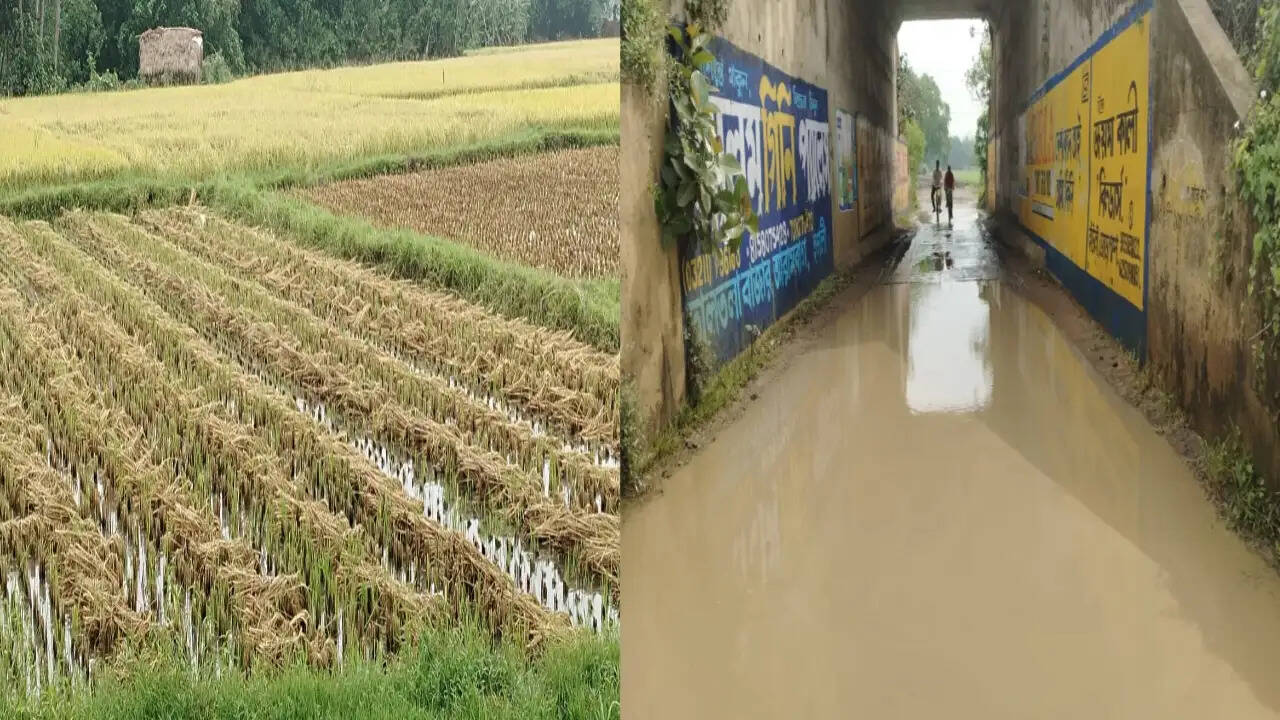 बारिश और तूफान से फसल तबाह, किसानों में मायूसी
