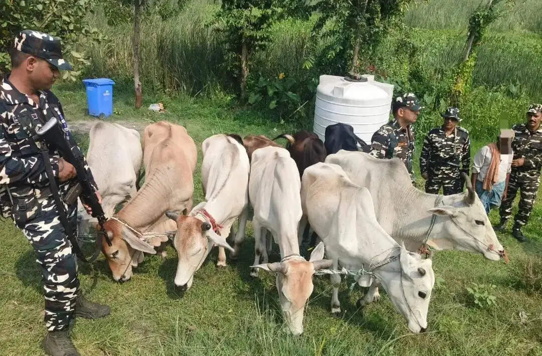 भारत-नेपाल सीमा से 16.5 किलो गांजा, नेपाली बाइक और 9 मवेशी जब्त