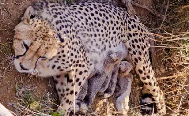 (लीड) मप्र के कूनो राष्ट्रीय उद्यान में मादा चीता ज्वाला ने दिया पांच शावकों को जन्म
