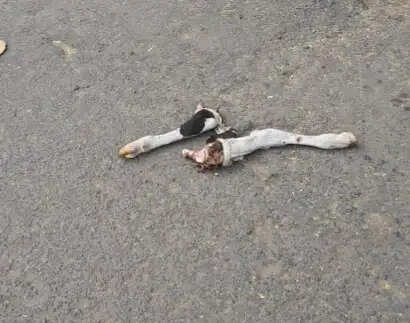 जबलपुरः कटंगा में गोवंश अंग के अवशेष मिलने से हड़कंप, हिंदू संगठनों का हंगामा