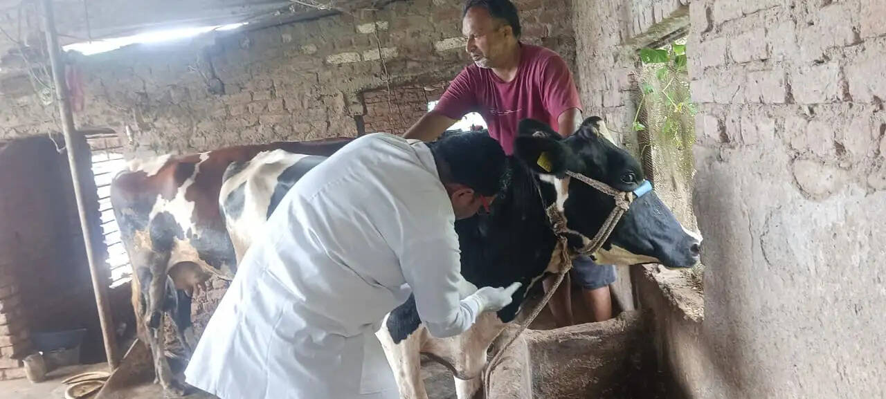 पौड़ी में लंपी जैसे लक्षणों ने बढ़ाई चिंता, पशुपालन विभाग अलर्ट