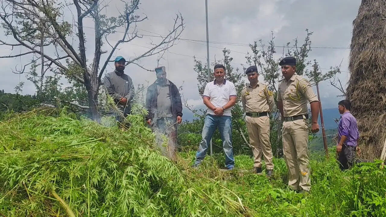शिमला में भांग की अवैध खेती पकड़ी, 1,620 पौधे मिले