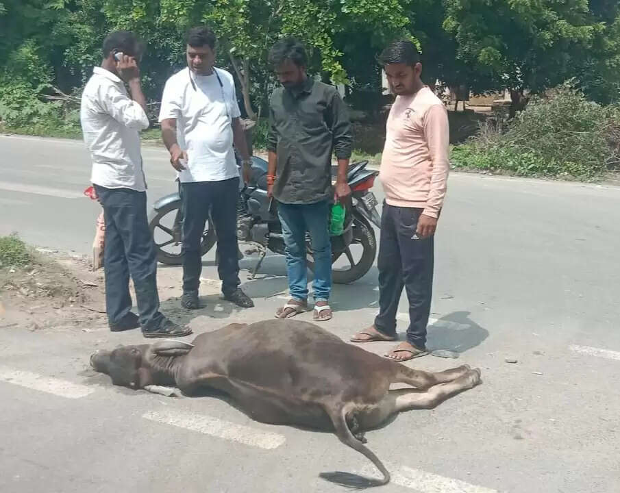 छुट्टा सांड़ से टकराई बाइक, सवार घायल,  सांड़ की मौके पर मौत