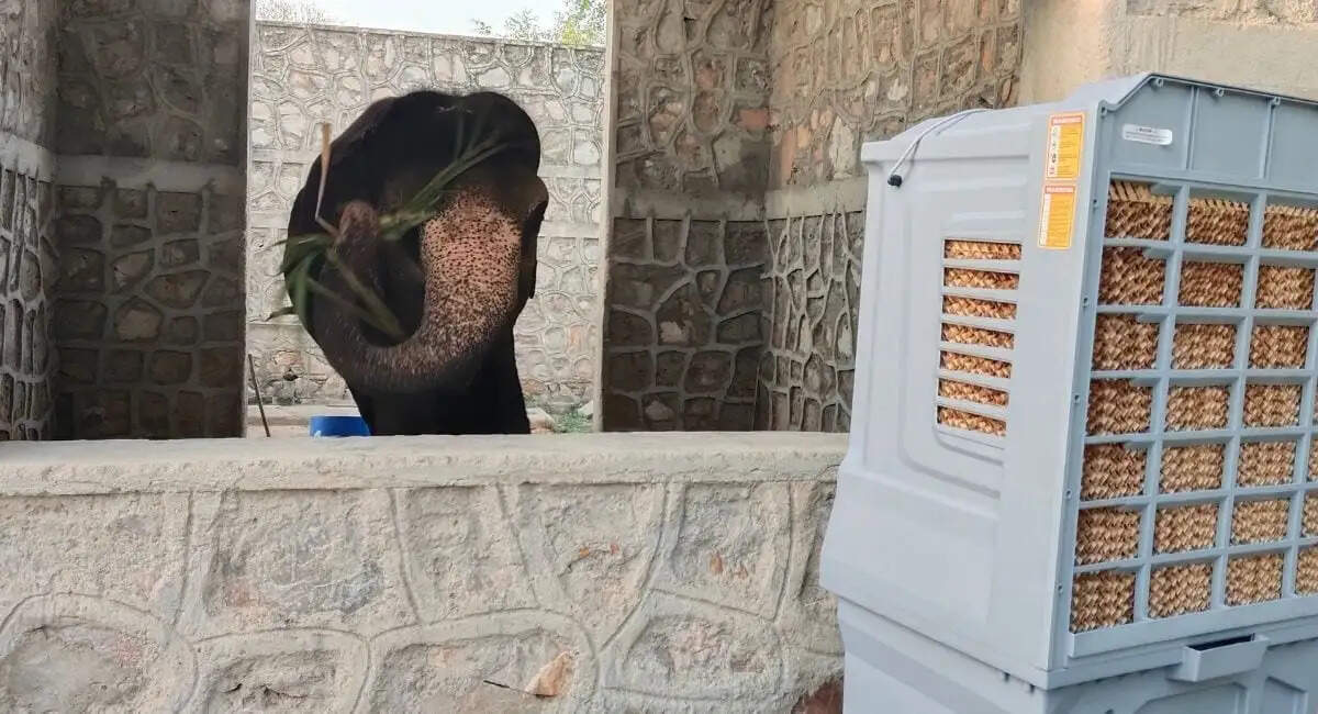 गर्मी की तपिश से आमेर के गजराज बेहाल: अब कूलर-पंखों की हवा में रहेंगे हाथी