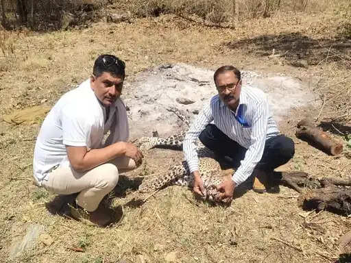 हाइवे पर वाहन की टक्कर से मादा तेंदुए की मौत, एनएच-8 पर मिला शव