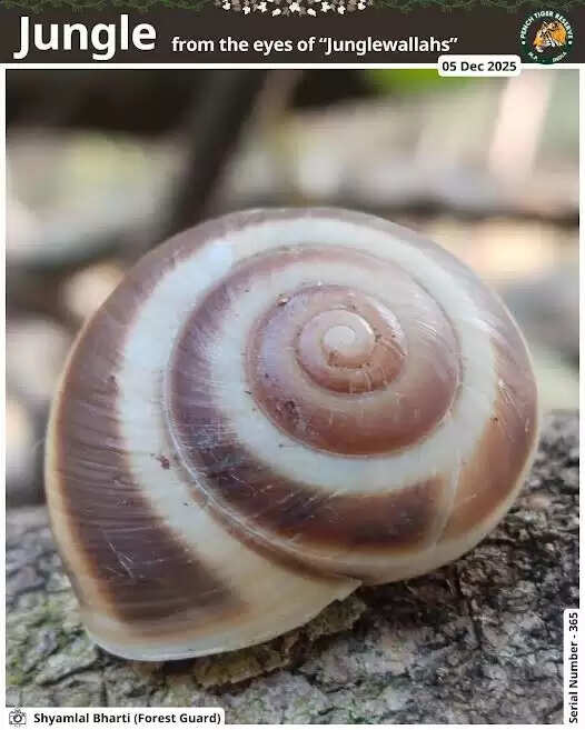 सिवनीः जंगलवालों की नज़र से जंगली सौंदर्य का अनोखा दृश्य