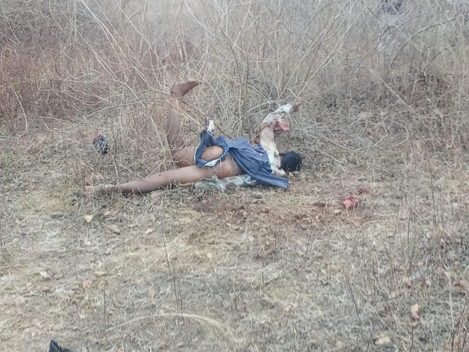 अनूपपुर: मप्र-छग सीमा पर महुआ बीन रहे बुजुर्ग को हाथी ने कुचला: मौत