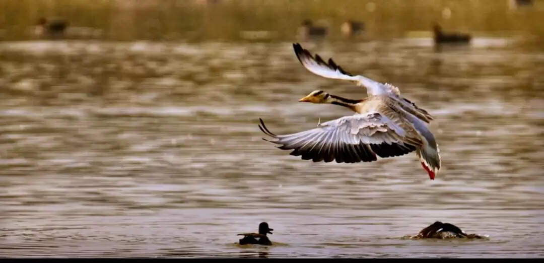 उत्तर प्रदेश की शेखा झील को मिला रामसर साइट का दर्जा