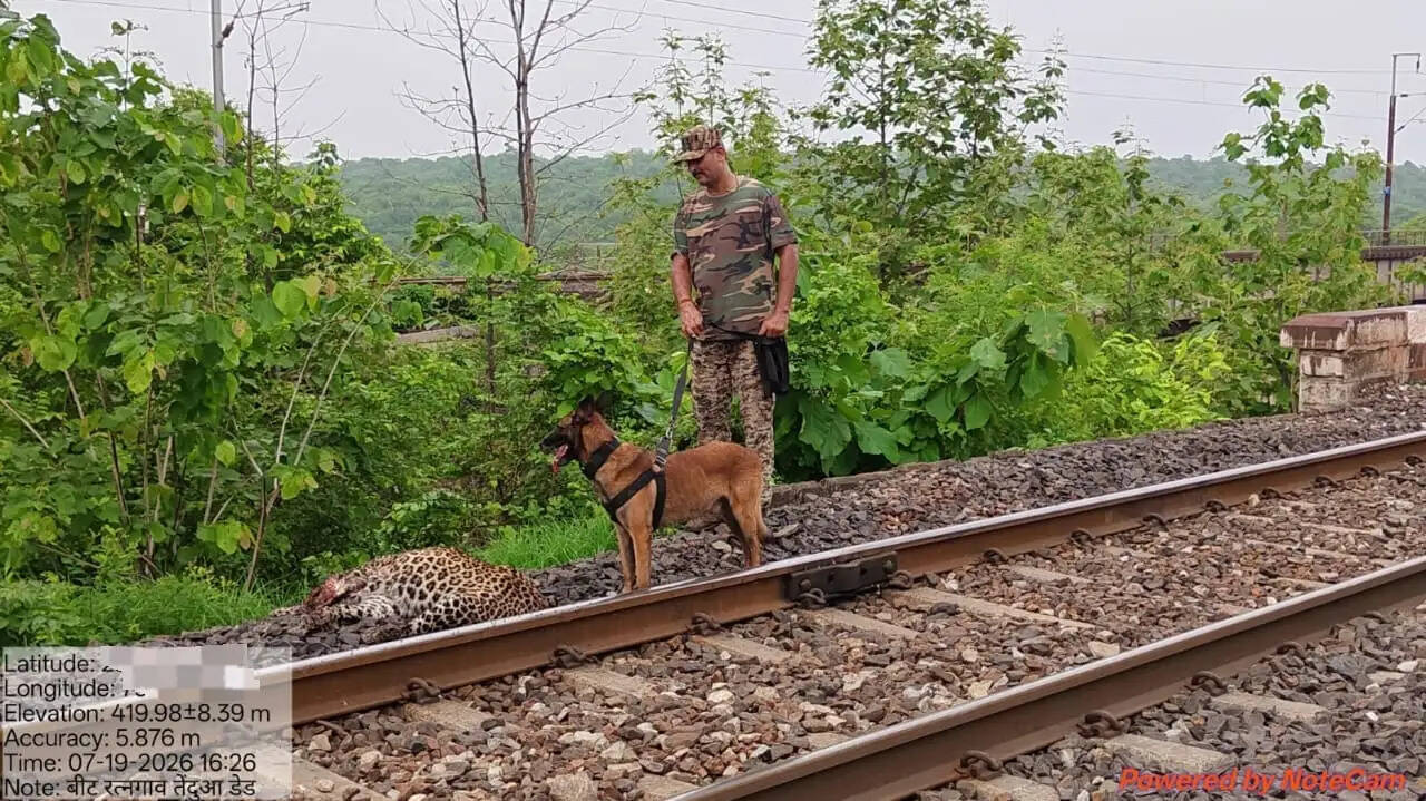 पन्ना में ट्रेन की चपेट में आने से तेंदुए की मौत, वन विभाग ने डॉग स्क्वाड के साथ शुरू की जांच