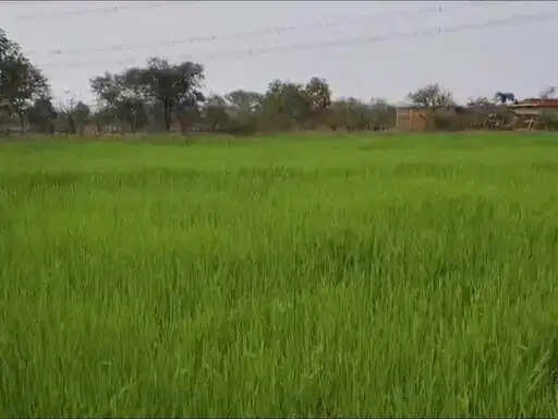 अनूपपुर: बदले मौसम में बारिश की आशंका, किसानों की बढ़ी चिंता