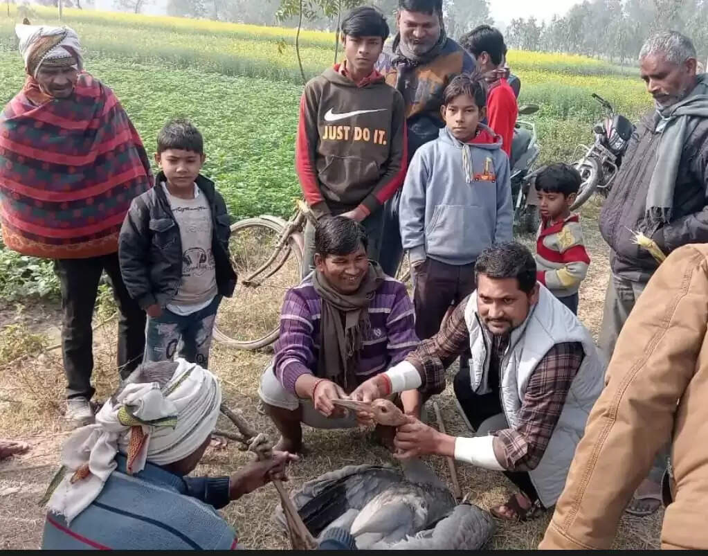 खेतों की बाड़ में लगे तार से घायल हुआ सारस पक्षी