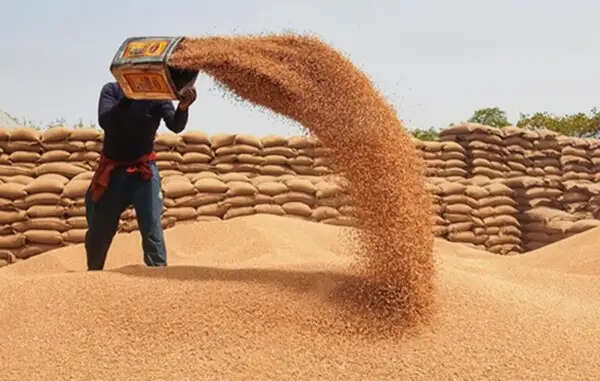 मप्र में समर्थन मूल्य पर अब तक 13.27 लाख किसानों से हुई 102 लाख मीट्रिक टन गेहूं खरीदी