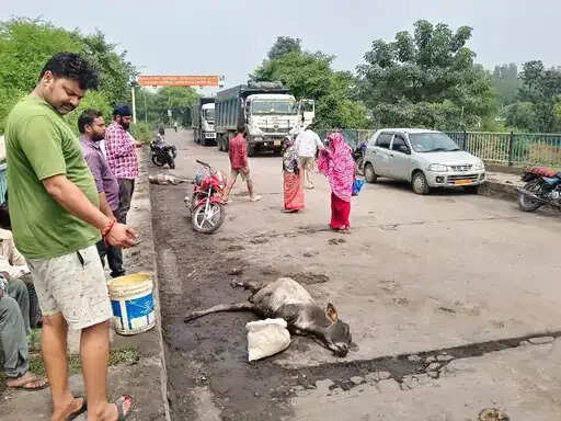 अनूपपुर: भारी वाहन ने 2 मवेशियों को कुचला, चालक-वाहन कंपनी पर कार्रवाई की मांग को लेकर चक्का जाम