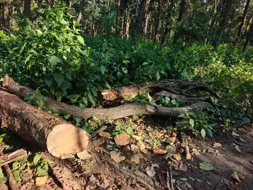 अमरकंटक के जंगलों में साल बोरर का प्रकोप, 60 हजार पेड़ संक्रमित; 9,535 पेड़ों की कटाई को मंजूरी