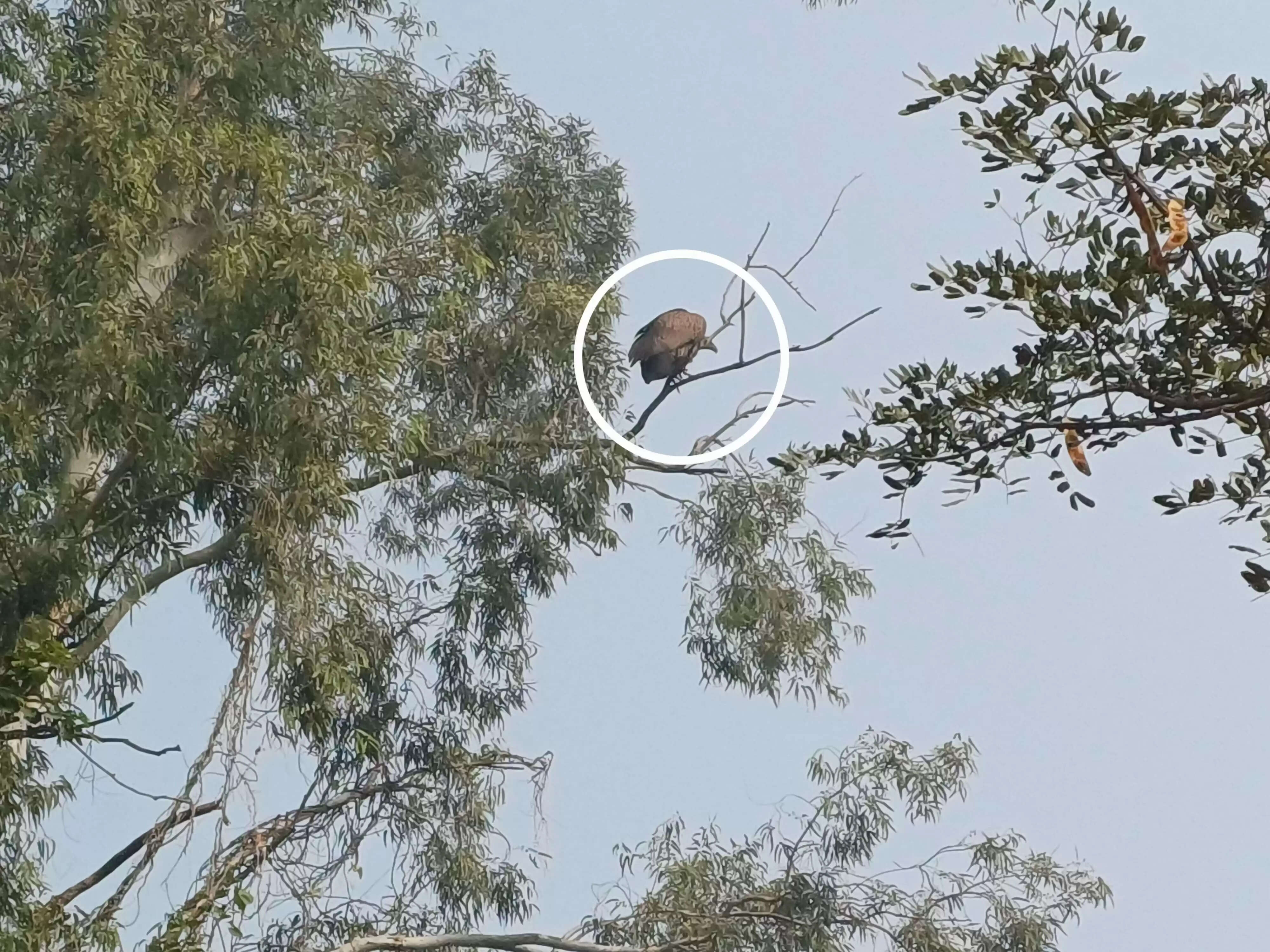 सीतापुर के एलिया गांव में वर्षों बाद दिखे गिद्ध, दुर्लभ पक्षियाें को देखने उमड़े ग्रामीण