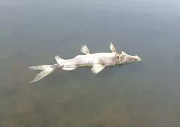 मंदसौरः गांधीसागर के बैक वॉटर एरिया में करंट से मछली और मगरमच्छ का शिकार करते तीन आरोपी गिरफ्तार