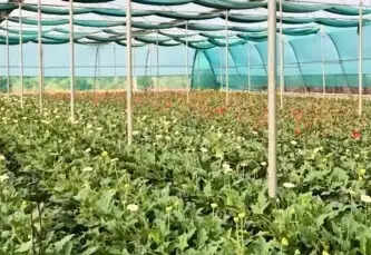 सब्सिडी से नीरज की बदली तकदीर, जरबेरा की खेती से लाखों की कमाई