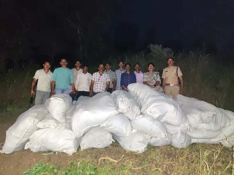 मप्रः नीमच एवं धार में आठ खेतों से 5.89 करोड़ रुपये कीमत के 34 क्विंटल से अधिक गांजे के पौधे जब्त