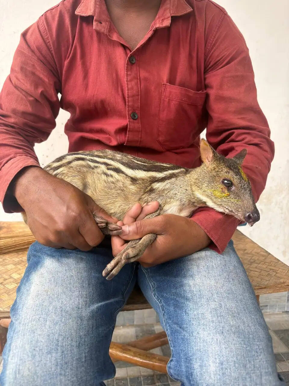माउस डियर को मिला जीवन, उपचार के बाद प्राकृतिक आवास में सुरक्षित वापसी