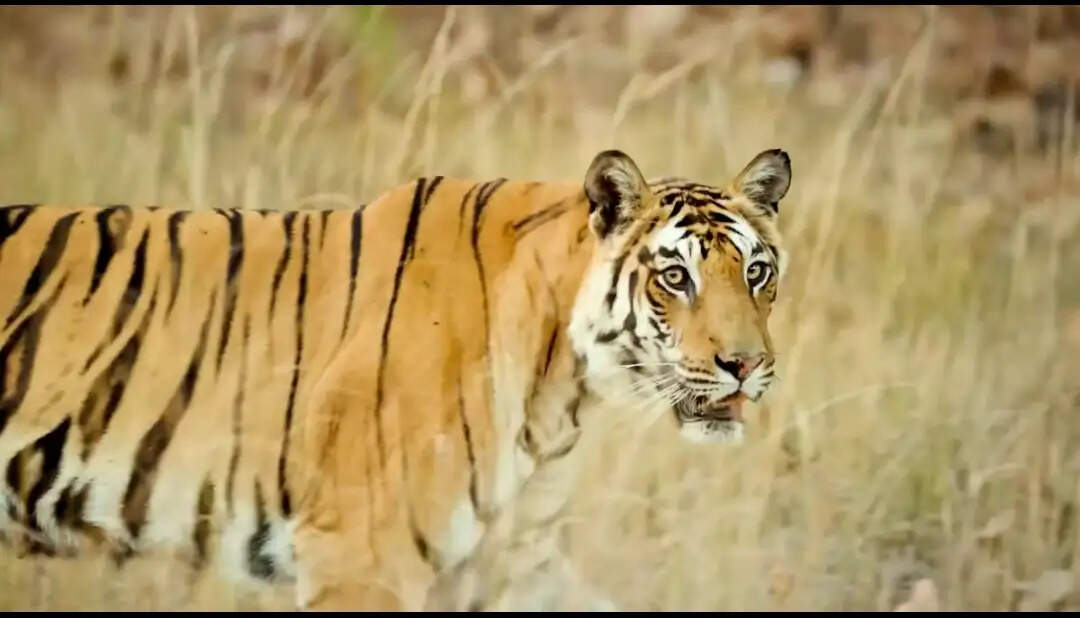 भारत बाघ संरक्षण में दुनिया का नंबर-1, देश में 3,682 बाघ