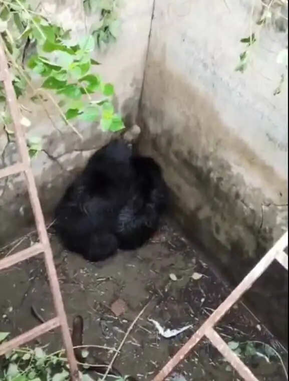 वन्य प्राणी भालू के दो शावक टैंक में गिरे, मादा भालू सड़क पर आवागमन बाधित
