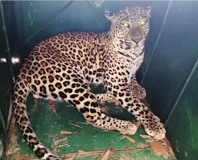 भिनाय में आतंक फैला रहा पैंथर आखिर वन विभाग के पिंजरे में हुआ कैद