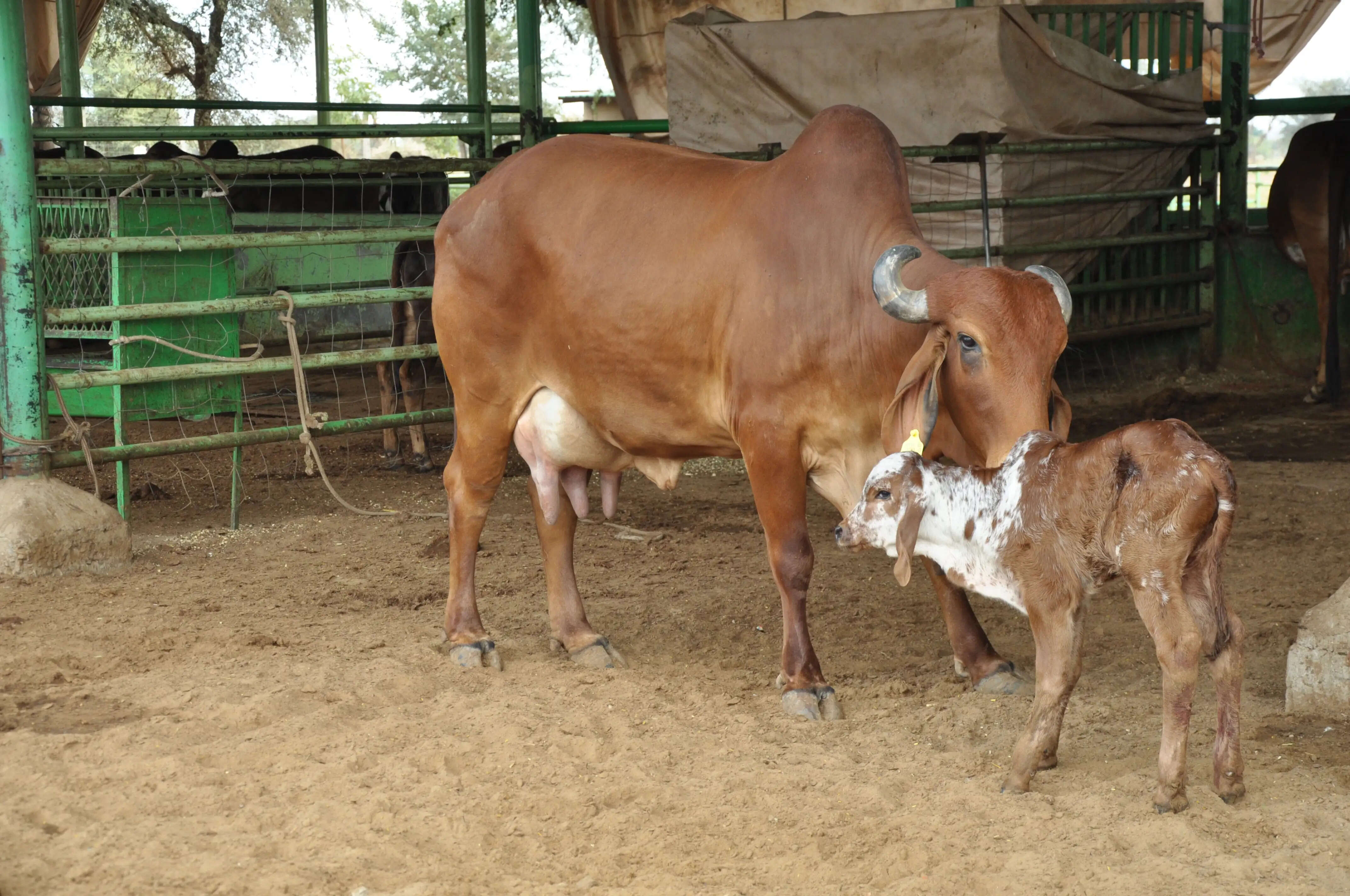 राजस्थान में डेयरी क्षेत्र बना ग्रामीण अर्थव्यवस्था की रीढ़, ‘किसान के एटीएम’ के रूप में उभरा पशुपालन क्षेत्र
