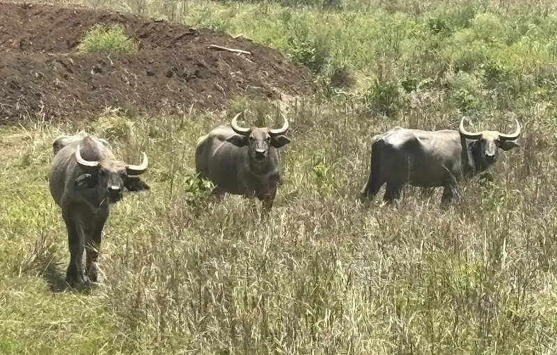 मप्र के बांधवगढ़ में बढ़ रहा गौर का कुनबा, कान्हा में वन भैंसा पुनर्स्थापना से मजबूत हो रहा पारिस्थितिकी तंत्र