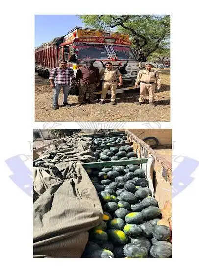 तरबूज की आड़ में मादक पदार्थ तस्करी का भंडाफोड़, 85 किलो डोडाचूरा जब्त, अंतर्राज्यीय तस्कर गिरफ्तार