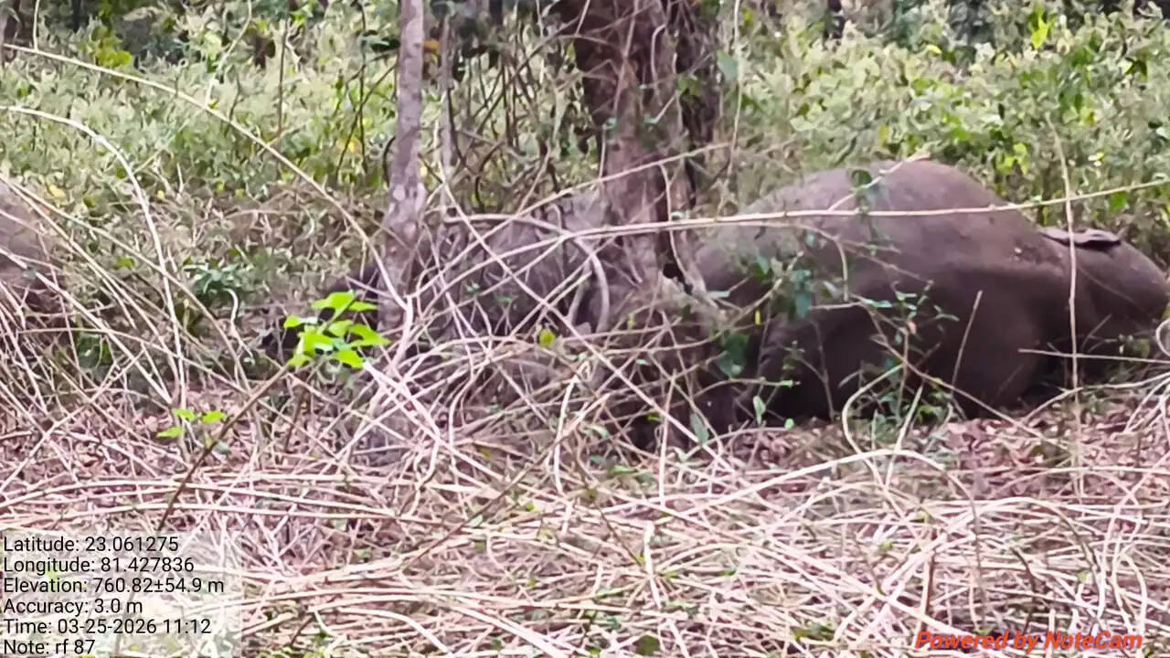 अनूपपुर: कठौतिया जंगल में डेरा डाले तीन हाथी, फसलों व मकान को नुकसान, वन विभाग अलर्ट