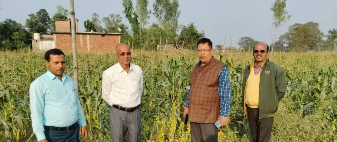 स्वीट कॉर्न की खेती से दोगुनी हो रही किसानों की आय