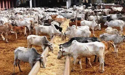 कानपुर मंडल में 1.19 लाख से ज्यादा बेघर गोवंश को मिला सहारा