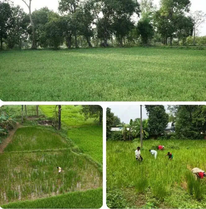 ’वच’ और ‘ब्राह्मी’ ने बदली छत्तीसगढ़ में किसानों की तकदीर : मंत्री केदार कश्यप
