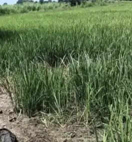 जबलपुर : खेत में मिला नर कंकाल, पास में पड़ा था नरमुंड; पुलिस जांच में जुटी