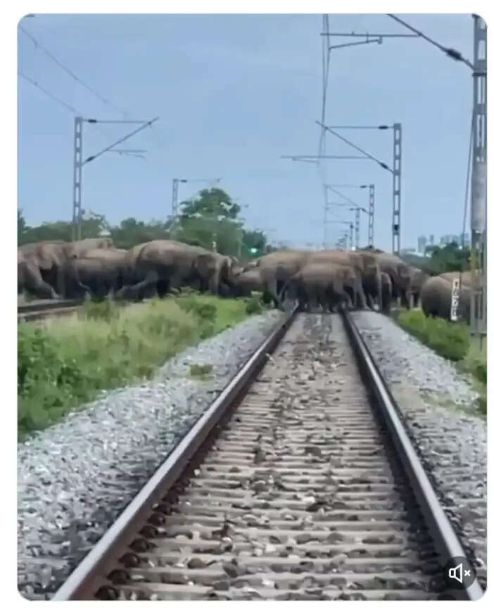 हाथियों के झुंड के गुजरने के लिए रोकी गई राजधानी एक्सप्रेस
