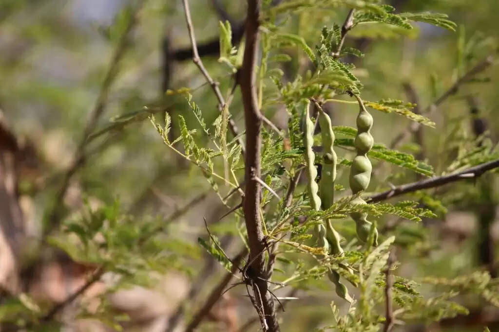 कच्छ के गुनेरी गांव का 32 हेक्टेयर से&nbsp;अधिक क्षेत्र गुजरात की प्रथम ‘बायोडाइवर्सिटी हेरिटेज साइट’ घोषित&nbsp;