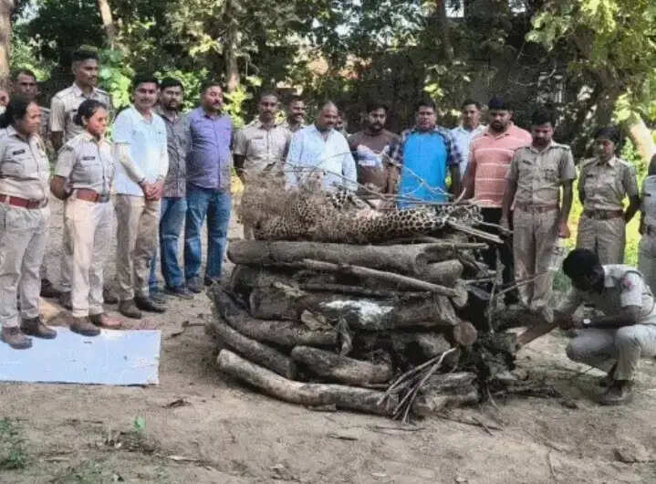 लोगों को घायल करने वाले लेपर्ड की मौत, झाड़ियों में मिला शव