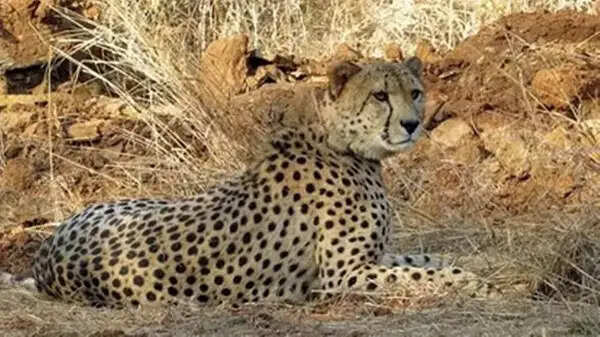 श्योपुर: घायल मादा चीता केजीपी 11 की इलाज के दौरान मौत