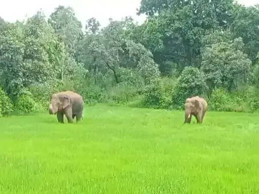 अनूपपुर: दो हाथियों का पुराने रहवास धनगवां के जंगल में जमाया डेरा