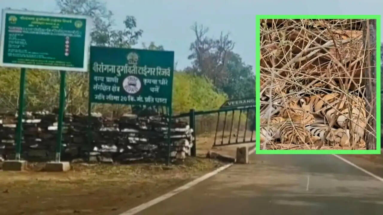 सागर के वीरांगना दुर्गावती टाइगर रिजर्व में गूंजी किलकारी, बाघिन एन 6 ने चार शावकों को दिया जन्म