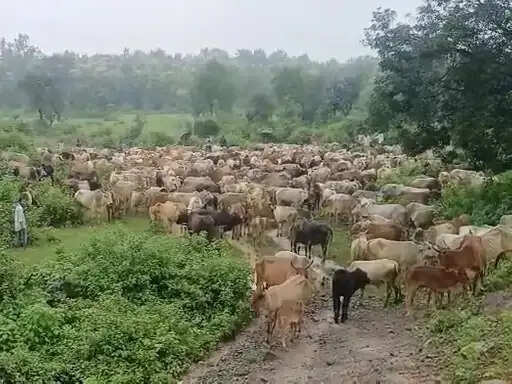 शहडोल: फसल नुकसान पर जताया विरोध, सैकड़ों मवेशियों के साथ तहसील जा रहे किसानों को रोका