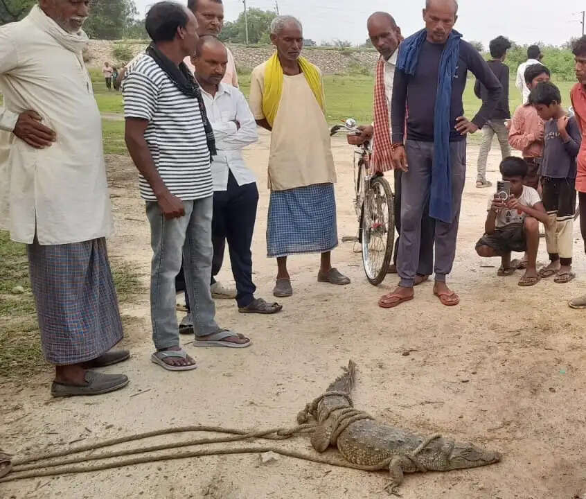 पोखरे में मिला पांच फीट लंबा मगरमच्छ, ग्रामीणों ने पकड़कर वन विभाग को सौंपा