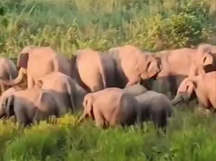ग्वालपाड़ा में 40-50 जंगली हाथियों के झुंड का आतंक, धान की फसल बर्बाद