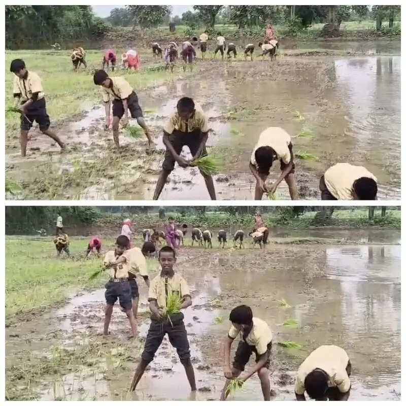 स्कूल ड्रेस में खेत में धान रोपते छात्र, वीडियो वायरल होने के बाद उठे सवाल; प्राचार्य बोले- शैक्षणिक गतिविधि का हिस्सा
