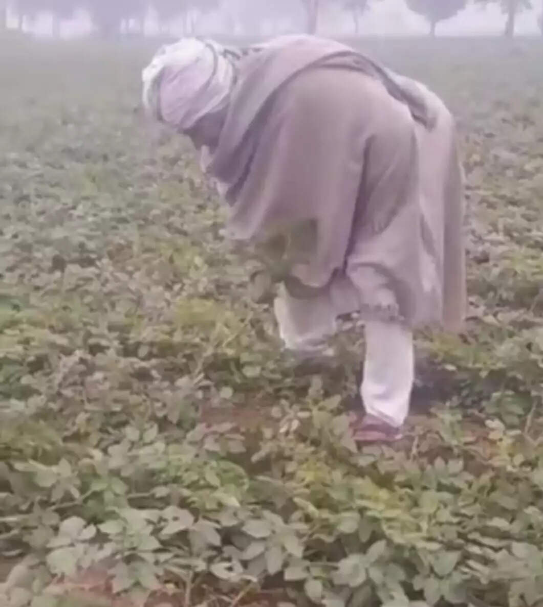 आलू की फसल में पाला देख किसान चिंतित, उत्पादन गिरने की बढ़ी आशंका