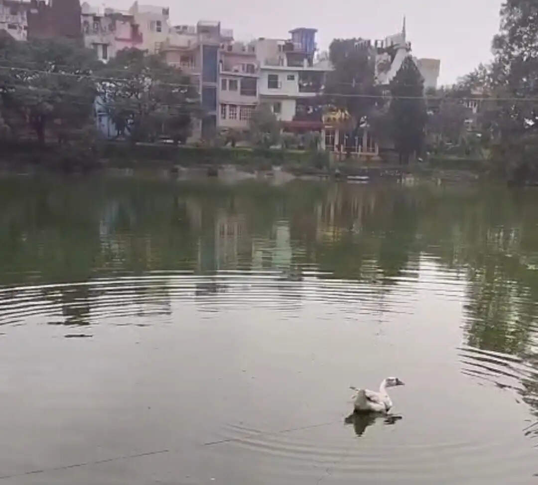 नाहन में जानलेवा साबित होने लगा चाइनीज मांझा, रानीताल तालाब में फंसी बेजुबान बत्तख