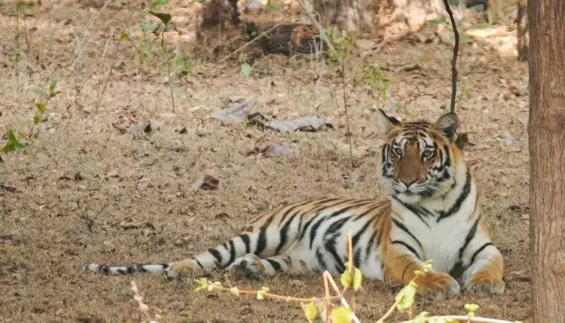 सागरः कान्हा से आया नया मेहमान, रानी दुर्गावती टाइगर रिजर्व में बढ़ी बाघों की संख्या