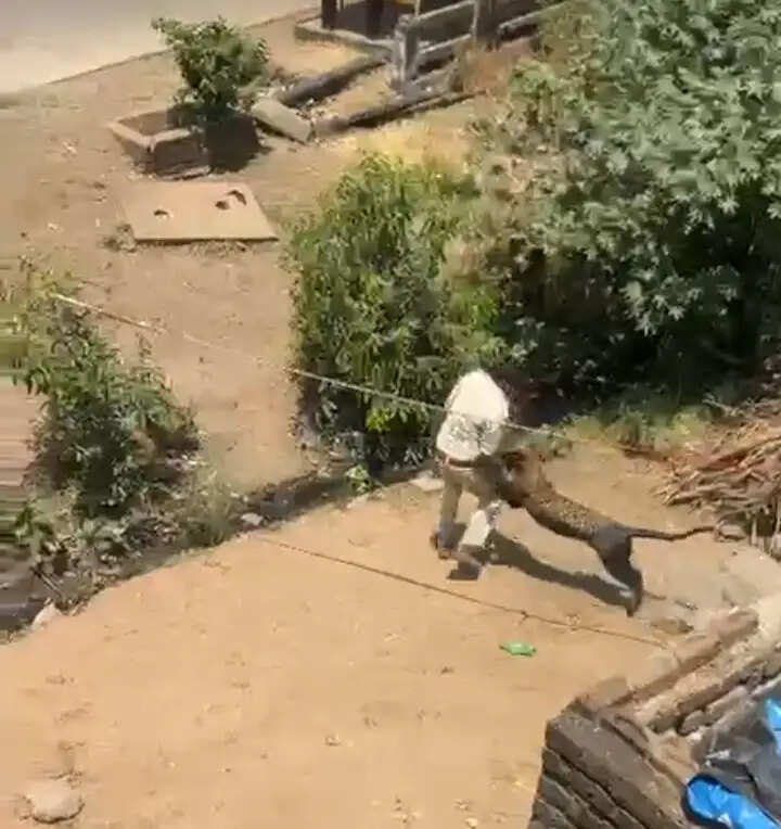 धार के गांव में तेंदुए का आतंक, चार ग्रामीण और वनकर्मी घायल; सर्च ऑपरेशन जारी