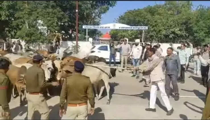 श्योपुरः सैंकड़ों गायों को घेरकर कलेक्ट्रेट पहुंचे विधायक, कलेक्ट्रेट के गेट पर चढ़कर किया प्रदर्शन